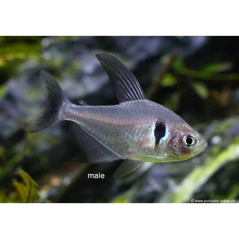 Schwarzer Phantomsalmler - Megalamphodus Megalopterus