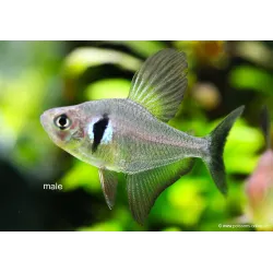 Schwarzer Phantomsalmler - Megalamphodus Megalopterus