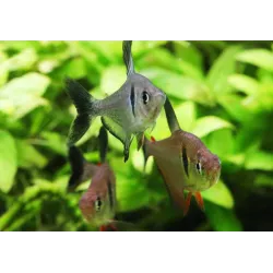 Schwarzer Phantomsalmler - Megalamphodus Megalopterus