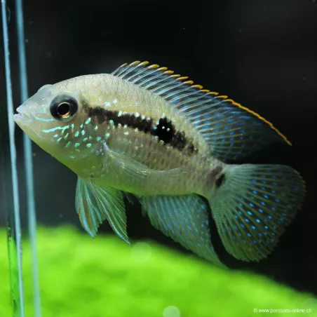 Blaupunktbuntbarsch - Aequidens Pulcher