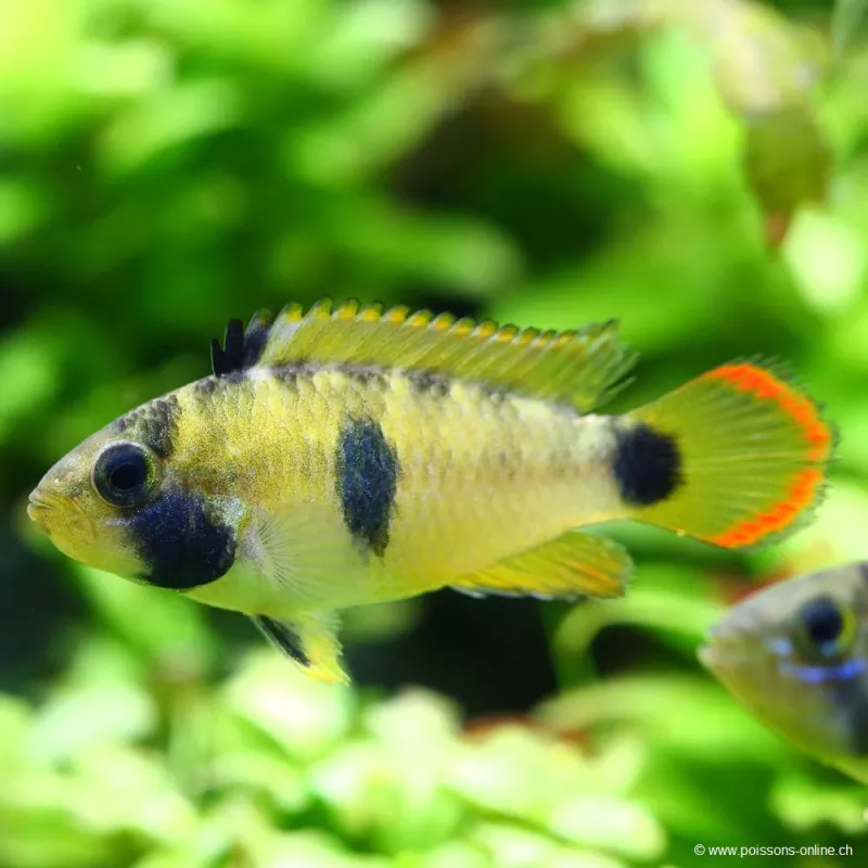 Apistogramma Pandurini - Apistogramma pandurini