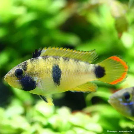 Pandurini Zwergbuntbarsch - Apistogramma pandurini