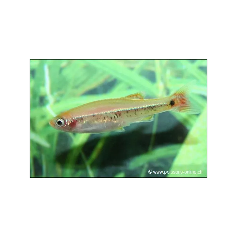 Cardinal Doré - Tanichthys Albonubes Gold