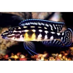 Schachbrett Schlankcichlide - Julidochromis marlieri