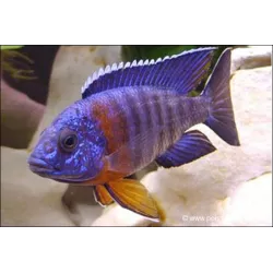 Cichlidé Empereur - Aulonocara hansbaenschi