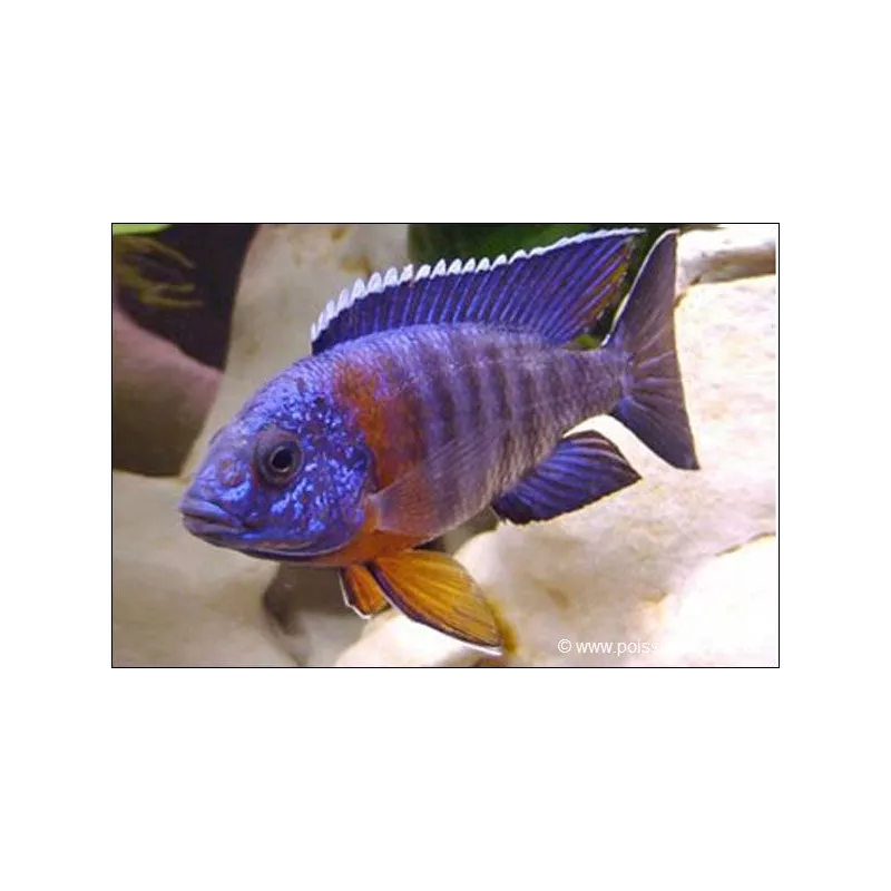 Cichlidé Empereur - Aulonocara hansbaenschi