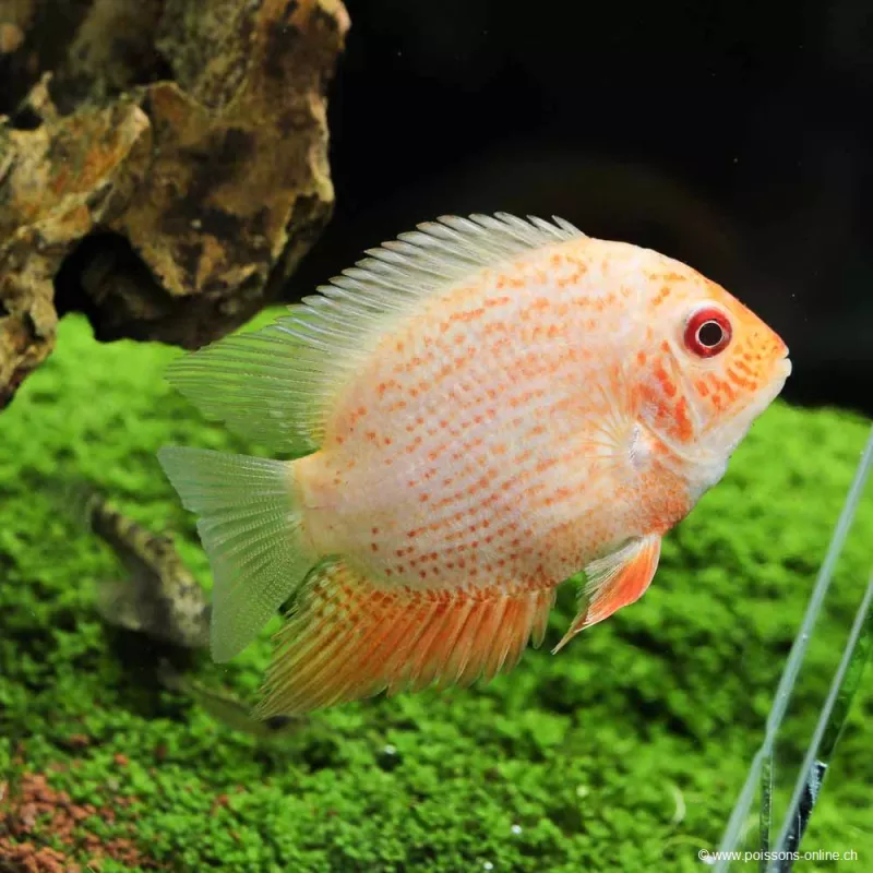 Cichlidé Ocellé À Points Rouges - Heros Severus Red Spotted