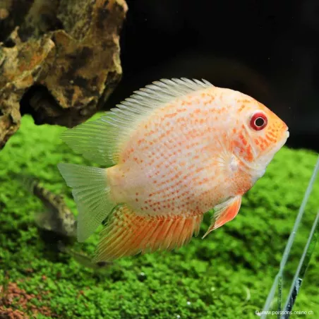 Cichlidé Ocellé À Points Rouges - Heros Severus Red Spotted