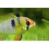 Schmetterlingsbuntbarsch - Papiliochromis Ramirezi