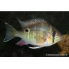 Cichlidé Vert Rayé - Biotodoma cupido