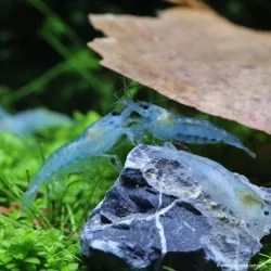 Blue Velvet Garnele - Neocaridina Davidi (Heteropoda)