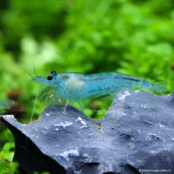 Blue Velvet Garnele - Neocaridina Davidi (Heteropoda)