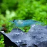 Blue Velvet Garnele - Neocaridina Davidi (Heteropoda)