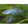 Schleier Zebrabärbling - Danio Rerio Voile (Brachydanio)