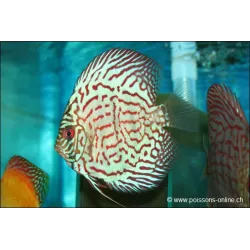 Discus Bleu Turquoise - Symphysodon aequifasciatus