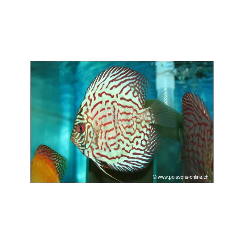 Discus Bleu Turquoise - Symphysodon aequifasciatus