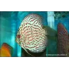 Discus Bleu Turquoise - Symphysodon aequifasciatus