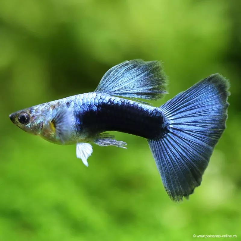 Guppy Mâle Blue Diamond - Poecilia Reticulata