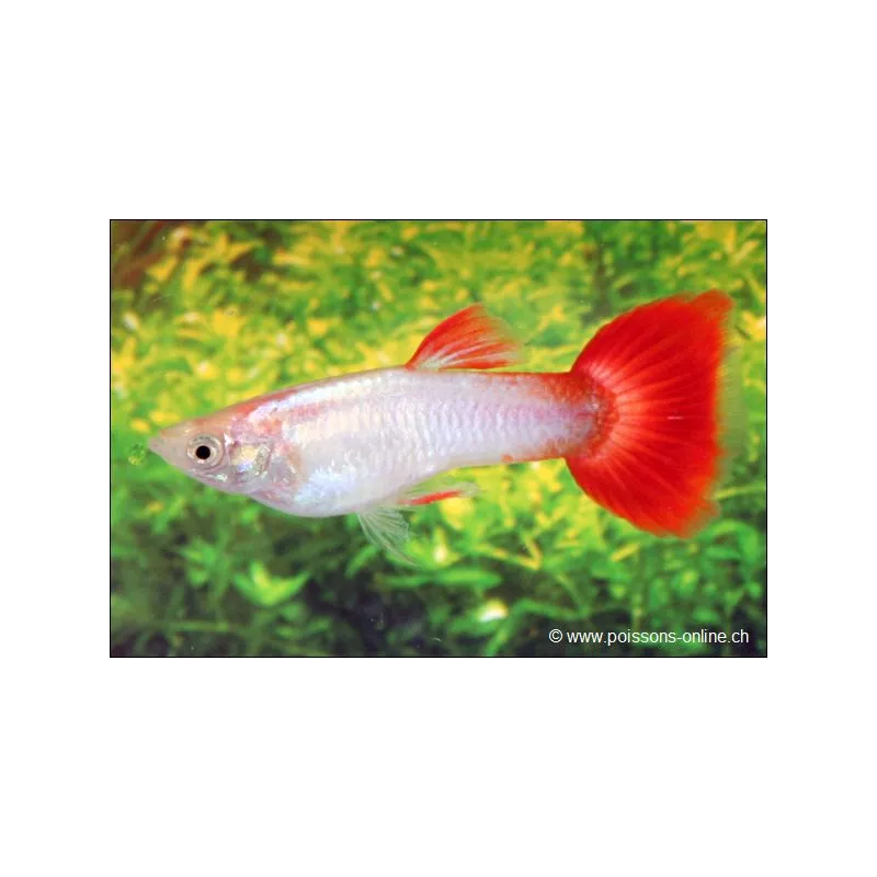 Guppy Mâle Blue Turquoise - Poecilia reticulata