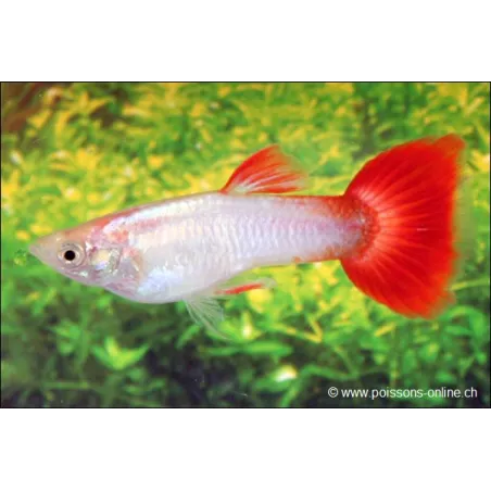 Guppy Mâle Blue Turquoise - Poecilia reticulata