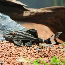 Panaque Nigrolineatus - L190 Panaque nigrolineatus