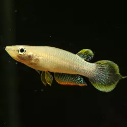Panchax Bleu - Aplocheilus Panchax
