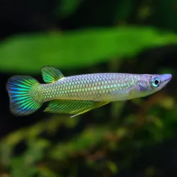 Panchax A Strisce Dorate - Aplocheilus Lineatus Gold