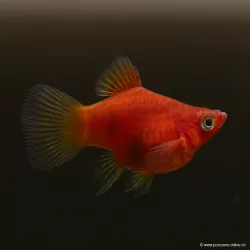 Platy Corail Rouge - Xiphophorus maculatus