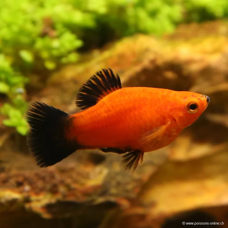 Platy Red Coral Wagtail - Xiphophorus Maculatus