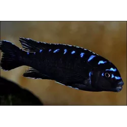 Pseudotropheus Elongatus Neon Spotted - Pseudotropheus Elongatus Neon Spotted