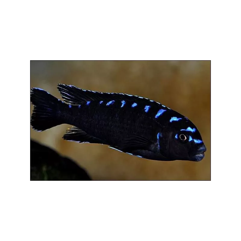 Pseudotropheus Elongatus Neon Spotted - Pseudotropheus Elongatus Neon Spotted