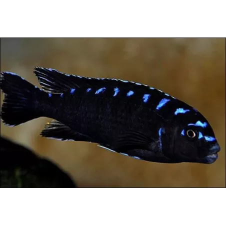 Pseudotropheus Elongatus Neon Spotted - Pseudotropheus Elongatus Neon Spotted