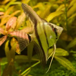 Amazon Scalar - Pterophyllum Scalare Amazone