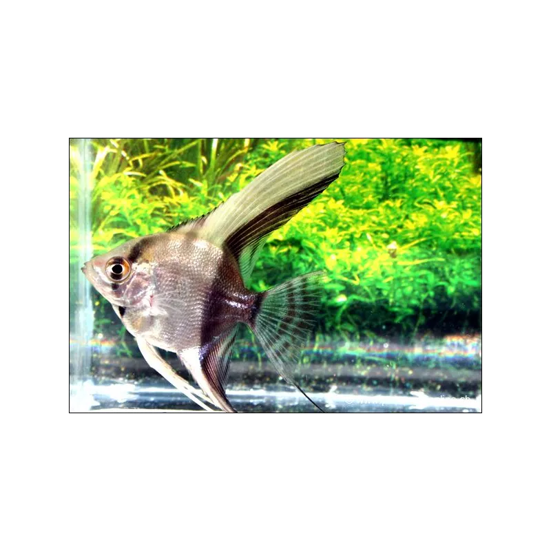 Scalaire Bicolore - Pterophyllum scalare bicolor