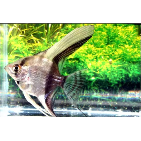 Scalaire Bicolore - Pterophyllum scalare bicolor