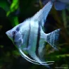 Scalaire Bleu Amazone - Pterophyllum Scalare