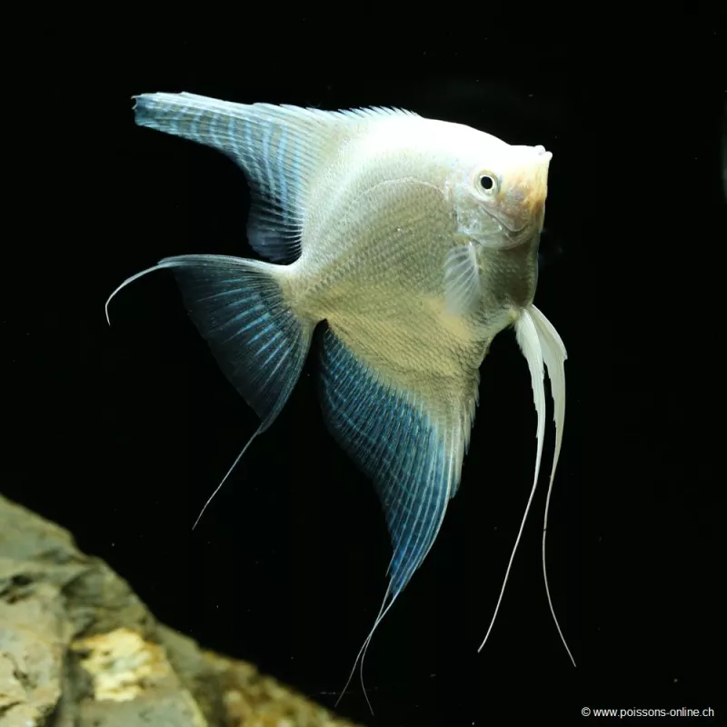 Scalaire Platinium - Pterophyllum Scalare