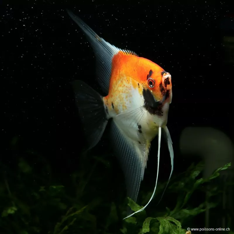 Skalare Red Devil - Pterophyllum Scalare