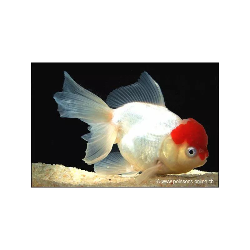 Löwenkopf - Cap Rot - Carassius Auratus