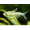 Lemon Tetra - Hyphessobrycon Pulchripinnis