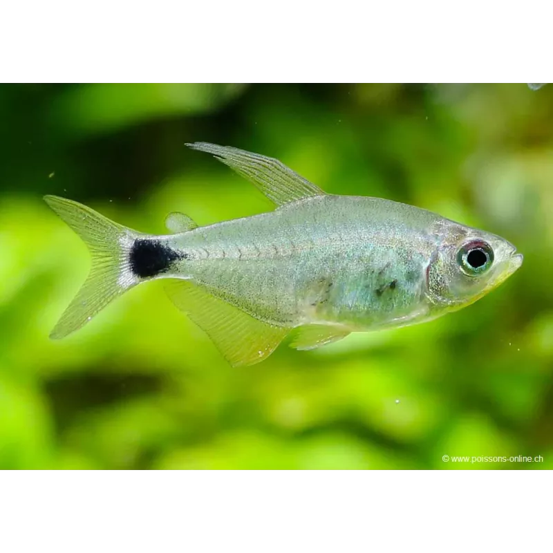 Tétra De Loweae - Hyphessobrycon Loweae