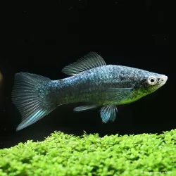 Xipho Noir - Xiphophorus helleri