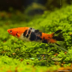 Xipho Tricolor - Xiphophorus Helleri