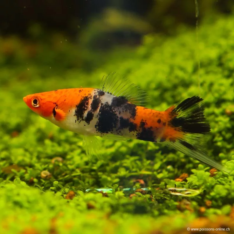 Xipho Tricolor - Xiphophorus Helleri