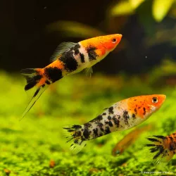 Xipho Tricolor - Xiphophorus Helleri