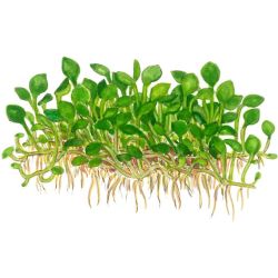 Marsilea Minuta - 010B TC