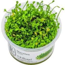 Marsilea Minuta - 010B TC