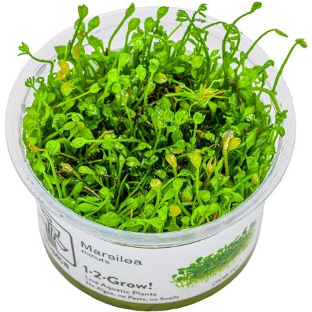 Marsilea Minuta - 010B TC