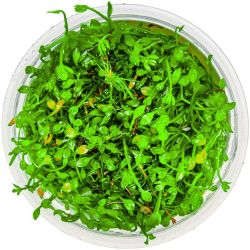 Marsilea Minuta - 010B TC