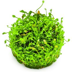 Marsilea Minuta - 010B TC